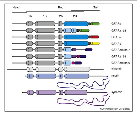 ofgfap|Glial fibrillary acidic protein: from intermediate filament ...